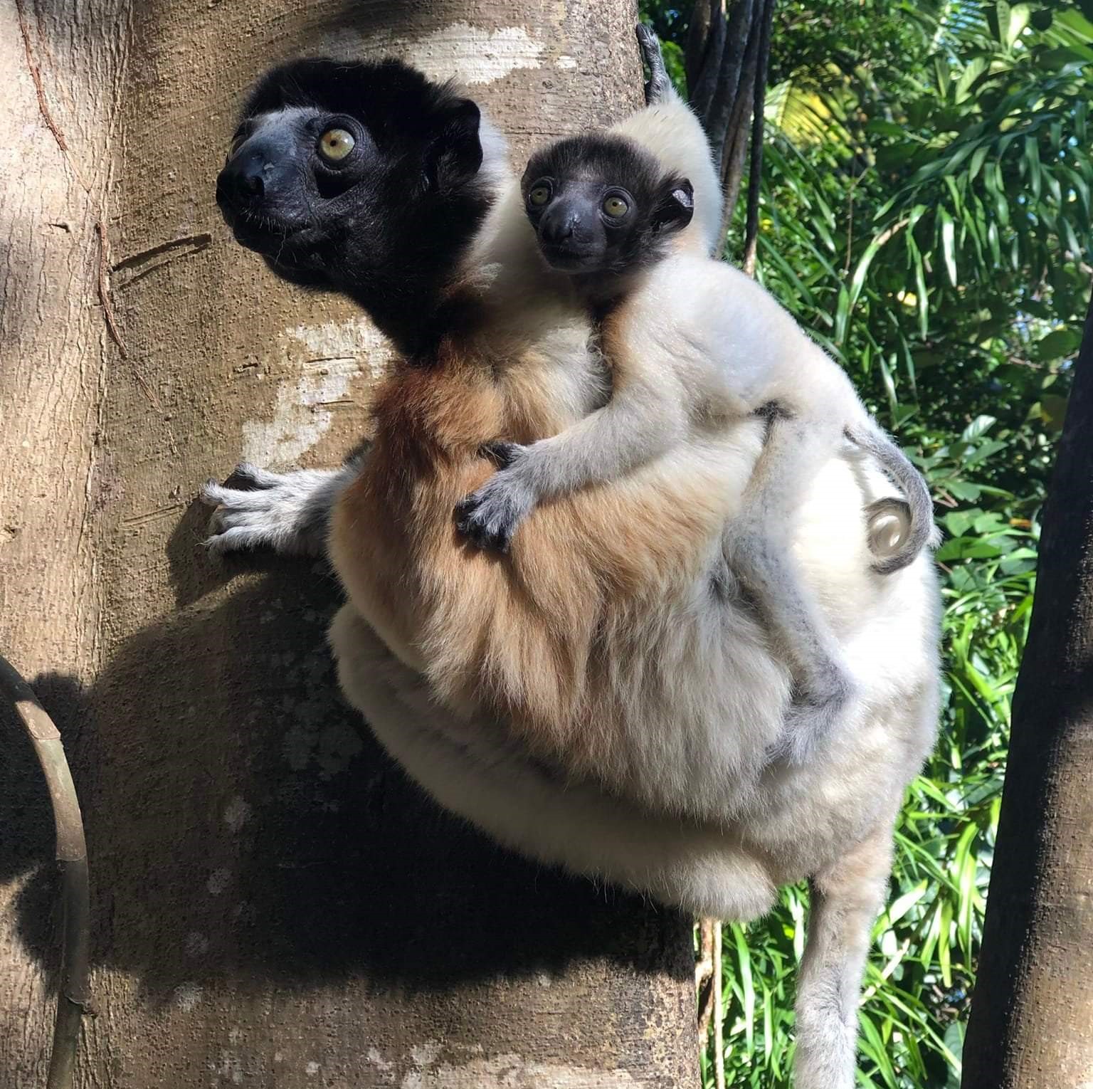 Posiłki na Nosy Iranja